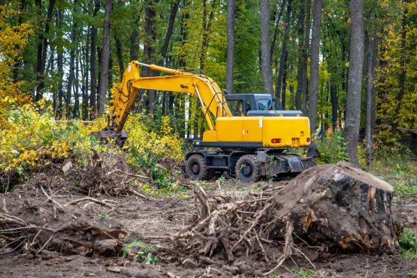 Yellow excavator removes tree stumps and roots in a forest clearing. Autumn landscape with construction machinery working on land preparation.